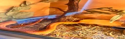 Corn Snake reptiles for sale: Female corn snake  in Warrington - Advert 4