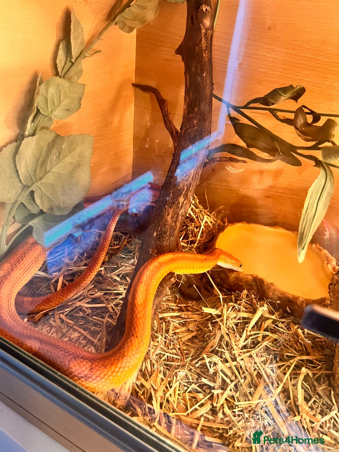 Corn Snake reptiles for sale: Female corn snake  in Warrington - Advert 4