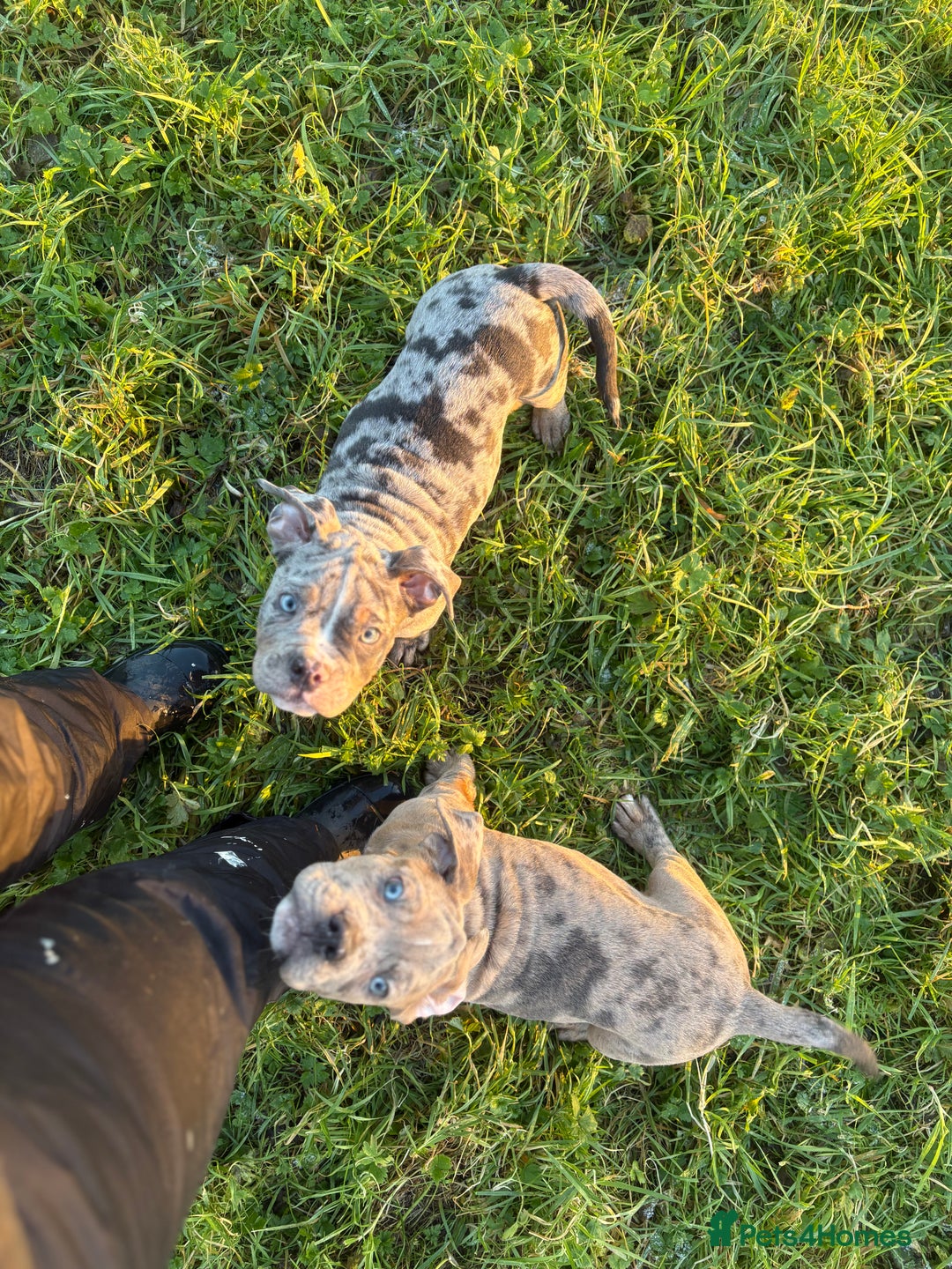 Olde English Bulldogge dogs for sale: 3 male puppy Olde English Bulldogges left - Advert 7