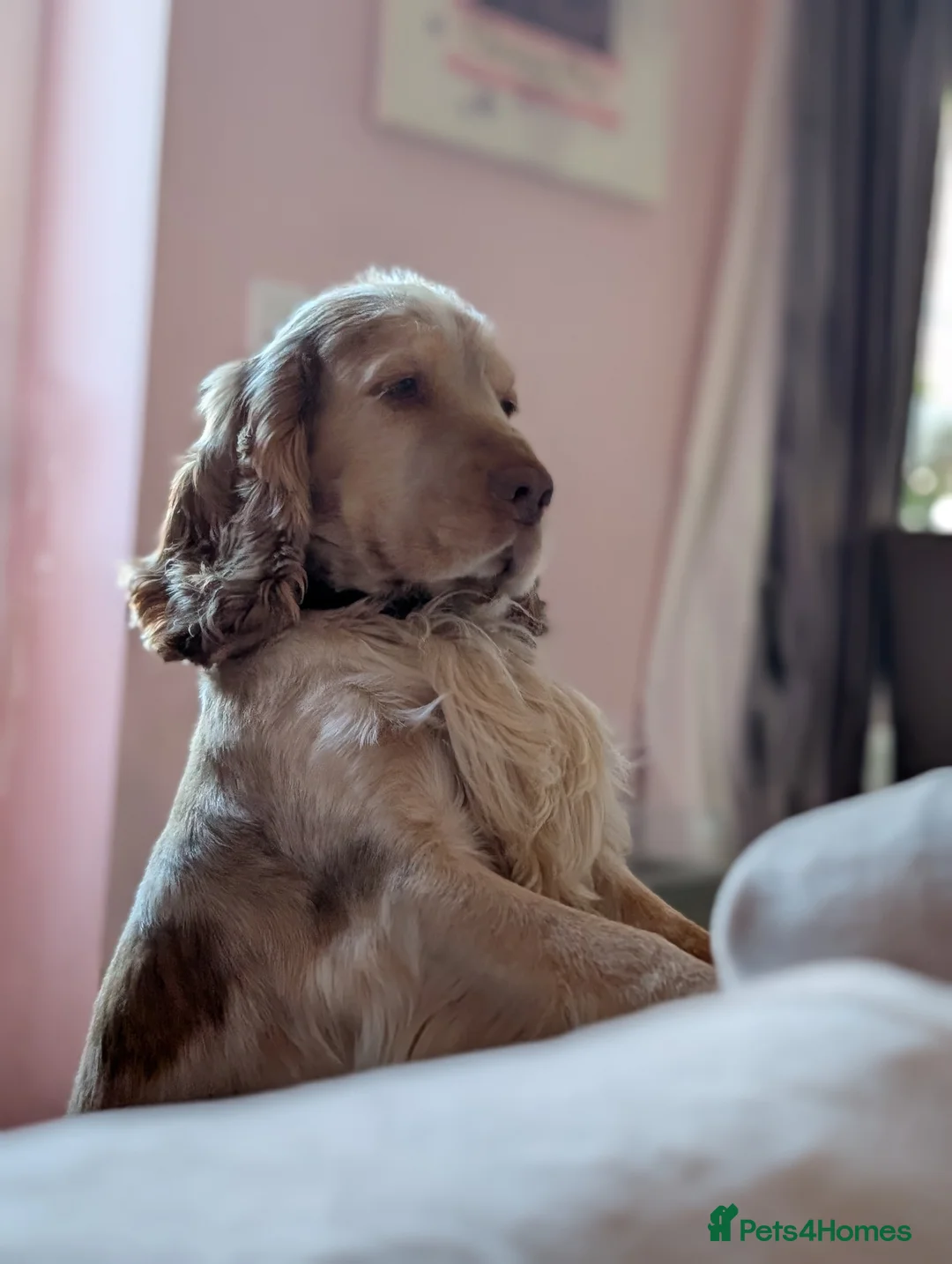 Cocker Spaniel dogs for stud: Proven Cocker Spaniel Stud – Sable Roan - Advert 15