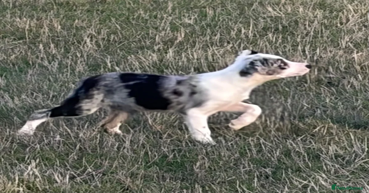 Puppies for sale in Crawley, West Sussex | Pets4Homes