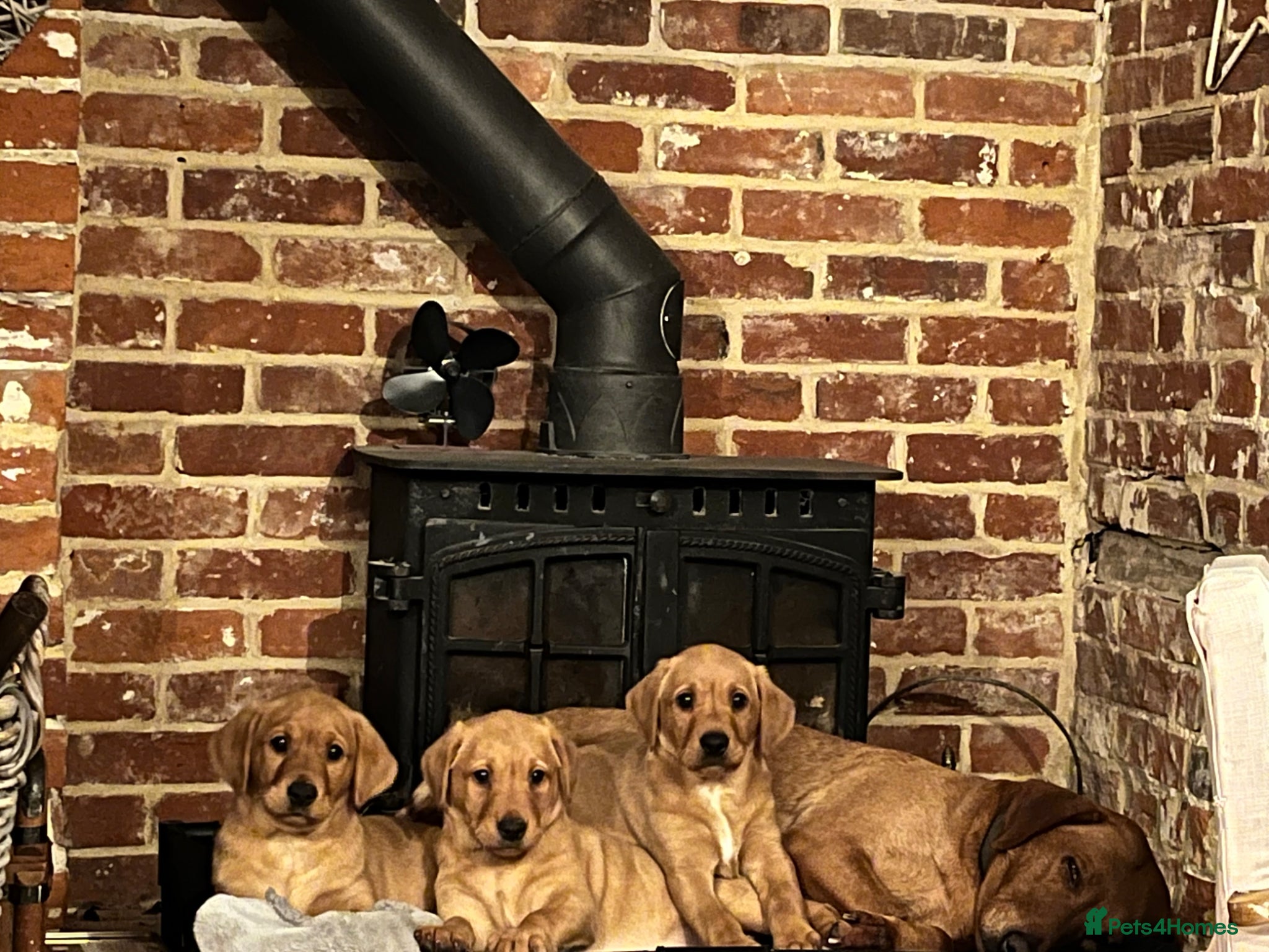 Labrador Retriever dogs  Fox red Labrador pups for sale, KC registered - Advert 1