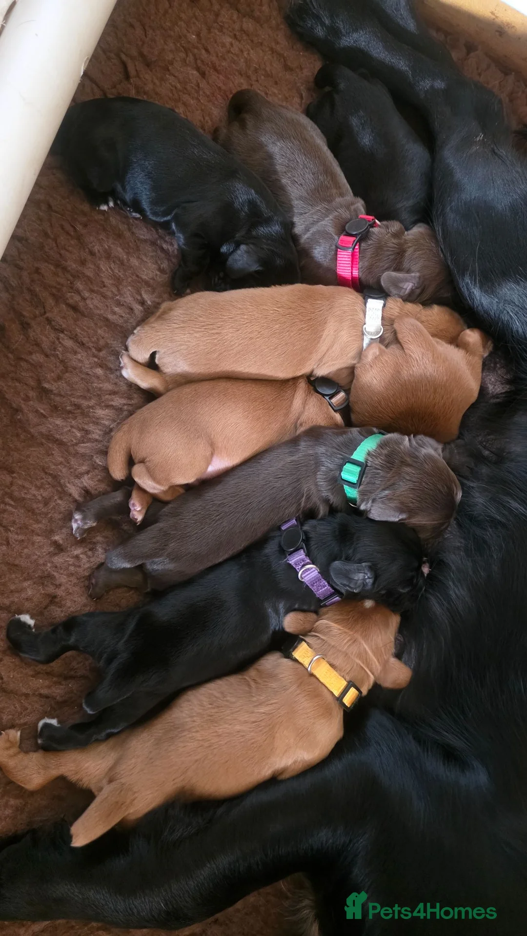 Sprocker dogs for sale: Spaniel puppies - Advert 12