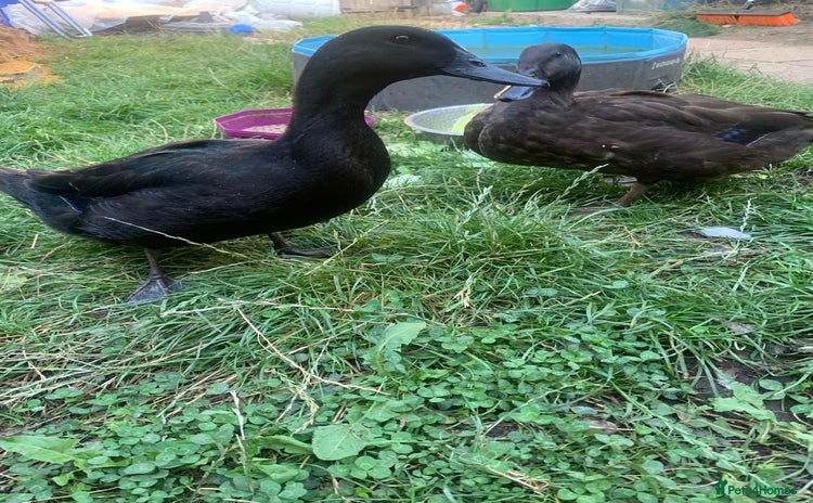 Ducks poultry - Advert 1