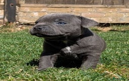 Staffordshire Bull Terrier dogs for sale: Champion Bred - Staffordshire Bull Terrier Puppies - Image 17