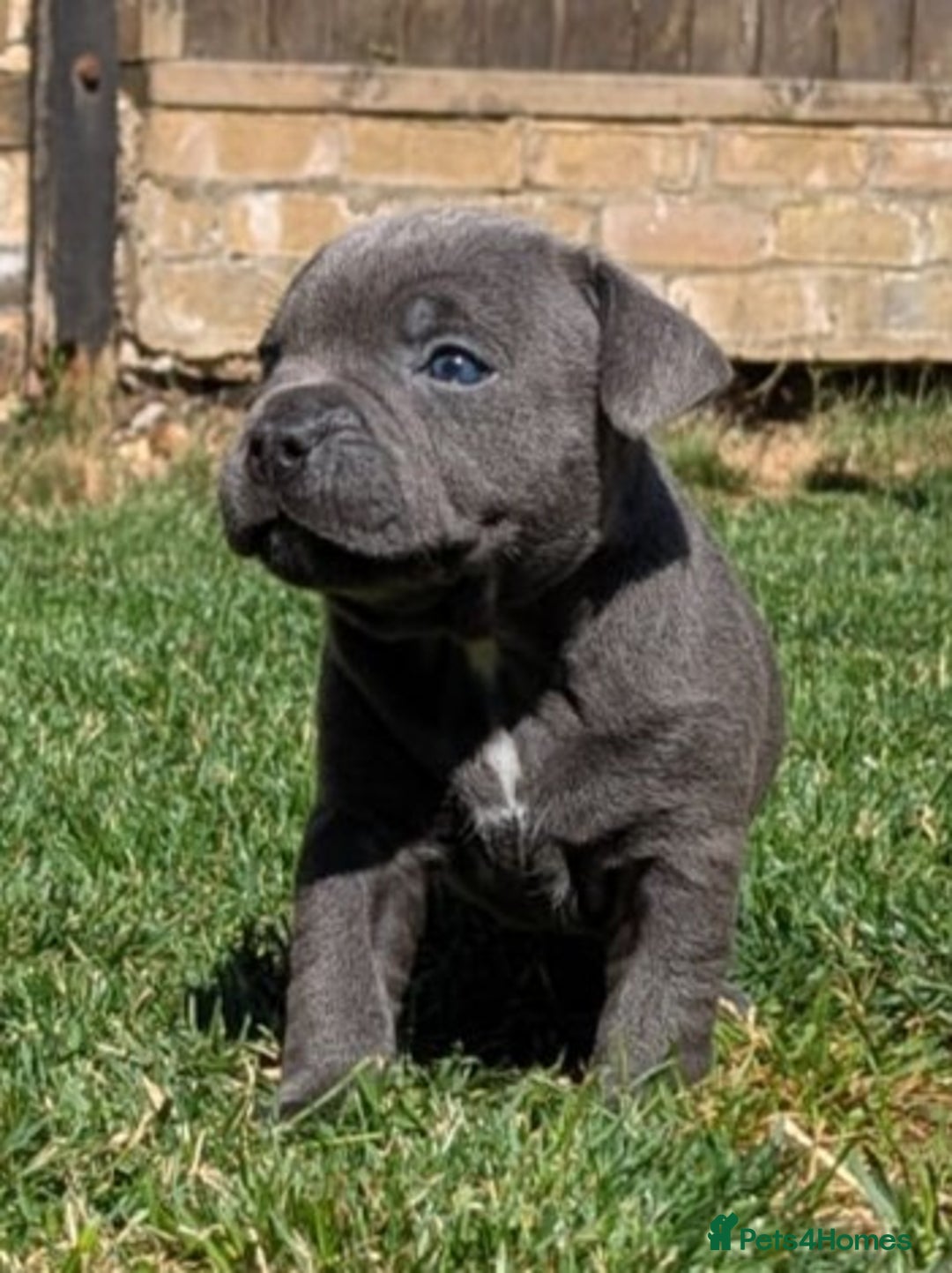 Staffordshire Bull Terrier dogs for sale: Champion Bred - Staffordshire Bull Terrier Puppies - Image 17