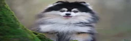 Pomsky dogs for sale: Stunning F3 Pomsky Puppies - Advert 23
