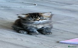 Persian cats for sale: Persian chinchilla kittens  - Image 13