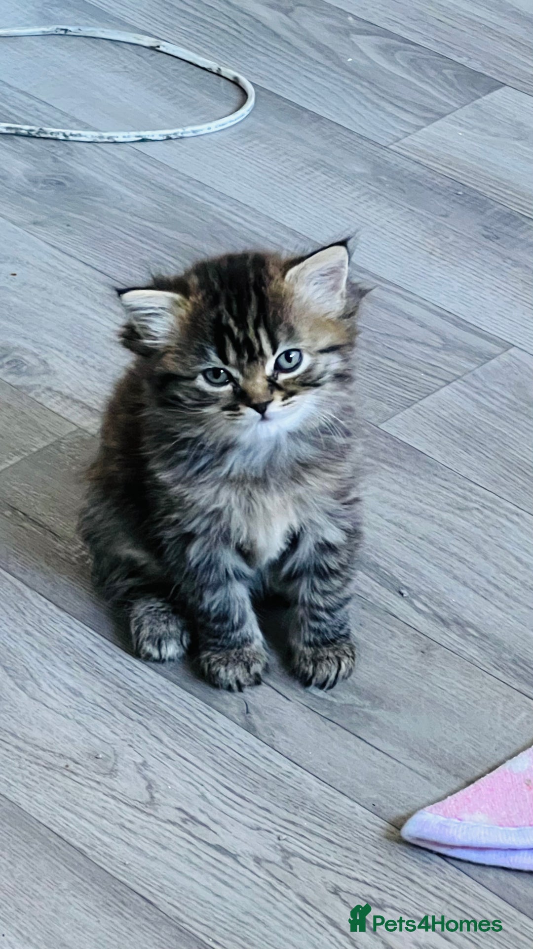 Persian cats for sale: Persian chinchilla kittens  - Image 13