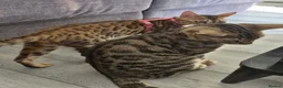 Bengal cats for sale: 🐆 Bengal Cat Pair Looking for a Loving Home 🐆 - Advert 8