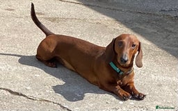 Dachshund dogs for sale: BEAUTIFUL KC REG STANDARD SMOOTH DACHSHUNDS  - Image 11