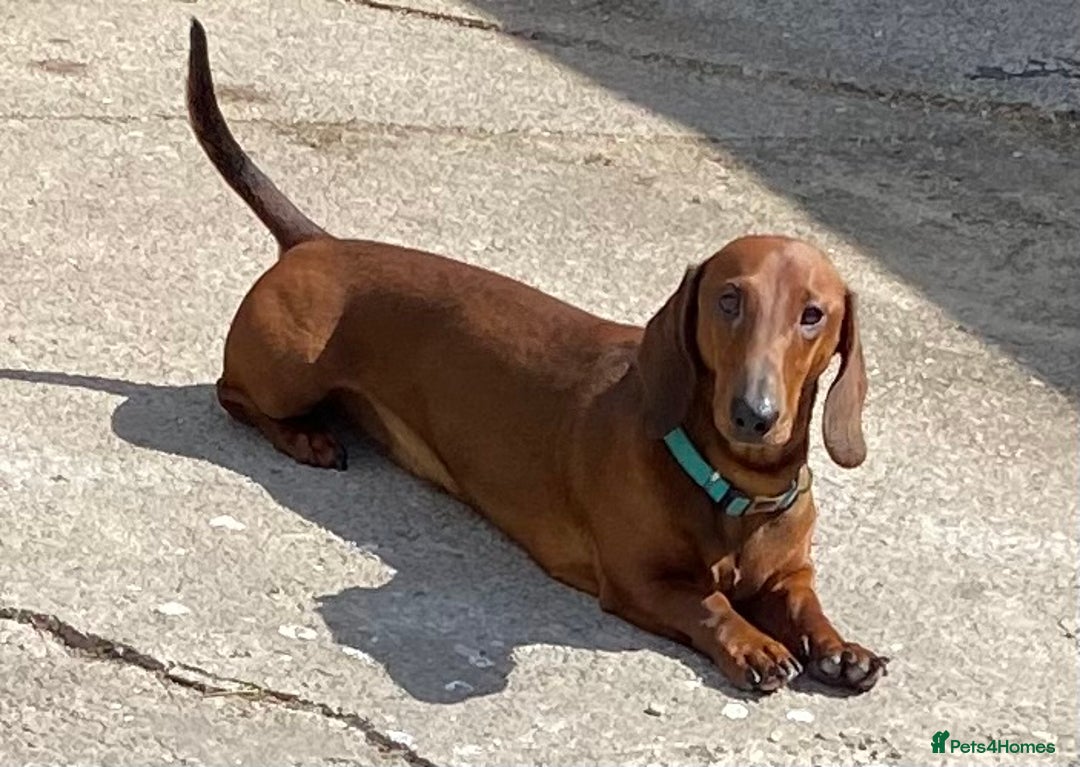 Dachshund dogs for sale: BEAUTIFUL KC REG STANDARD SMOOTH DACHSHUNDS  - Image 11