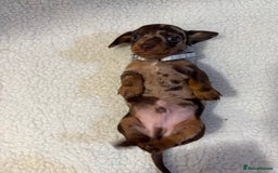 Miniature Dachshund dogs for sale: Miniature Dachshund puppies 🐶  - Image 12