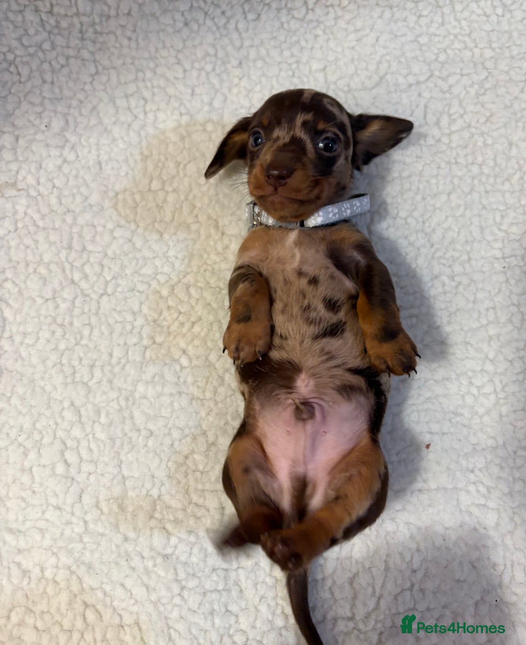 Miniature Dachshund dogs for sale: Miniature Dachshund puppies 🐶  - Image 12