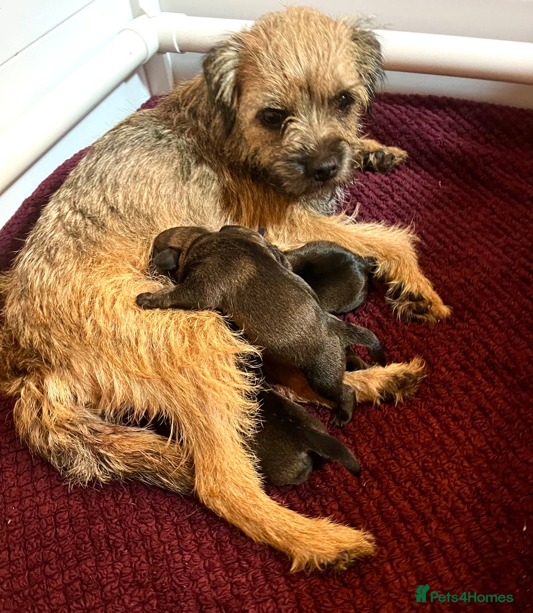 Border Terrier dogs for sale: KC Reg baby border 12 weeks FULLY Vaccinated - Image 12