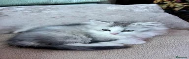 British Longhair 4
