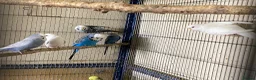 Budgerigars birds for sale: 8 budgies searching for their new homes  - Advert 10