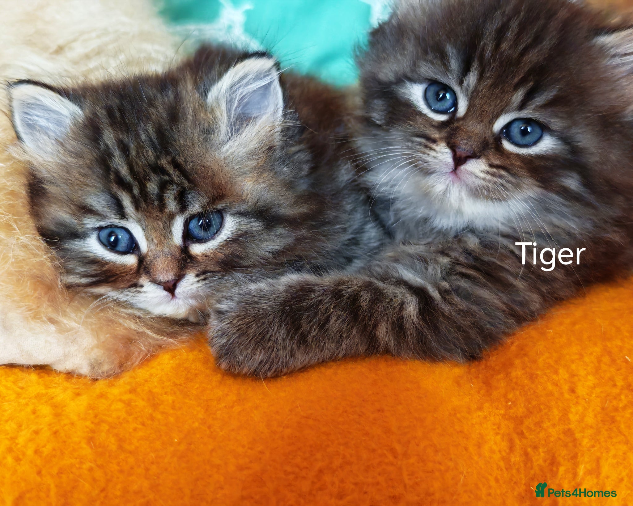Siberian cats  Siberian babies from GCCF+TICA parents - Advert 2
