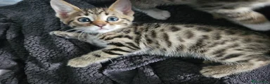 Bengal Kitten 1