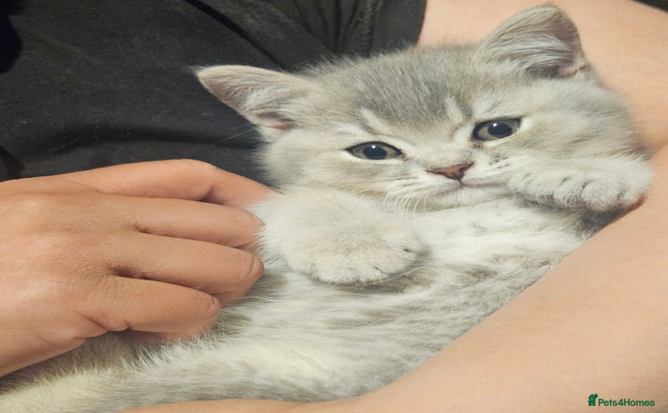 British Shorthair cats - Advert 13