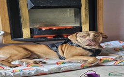 Mixed Breed dogs for sale: Medium size dog  - Image 4