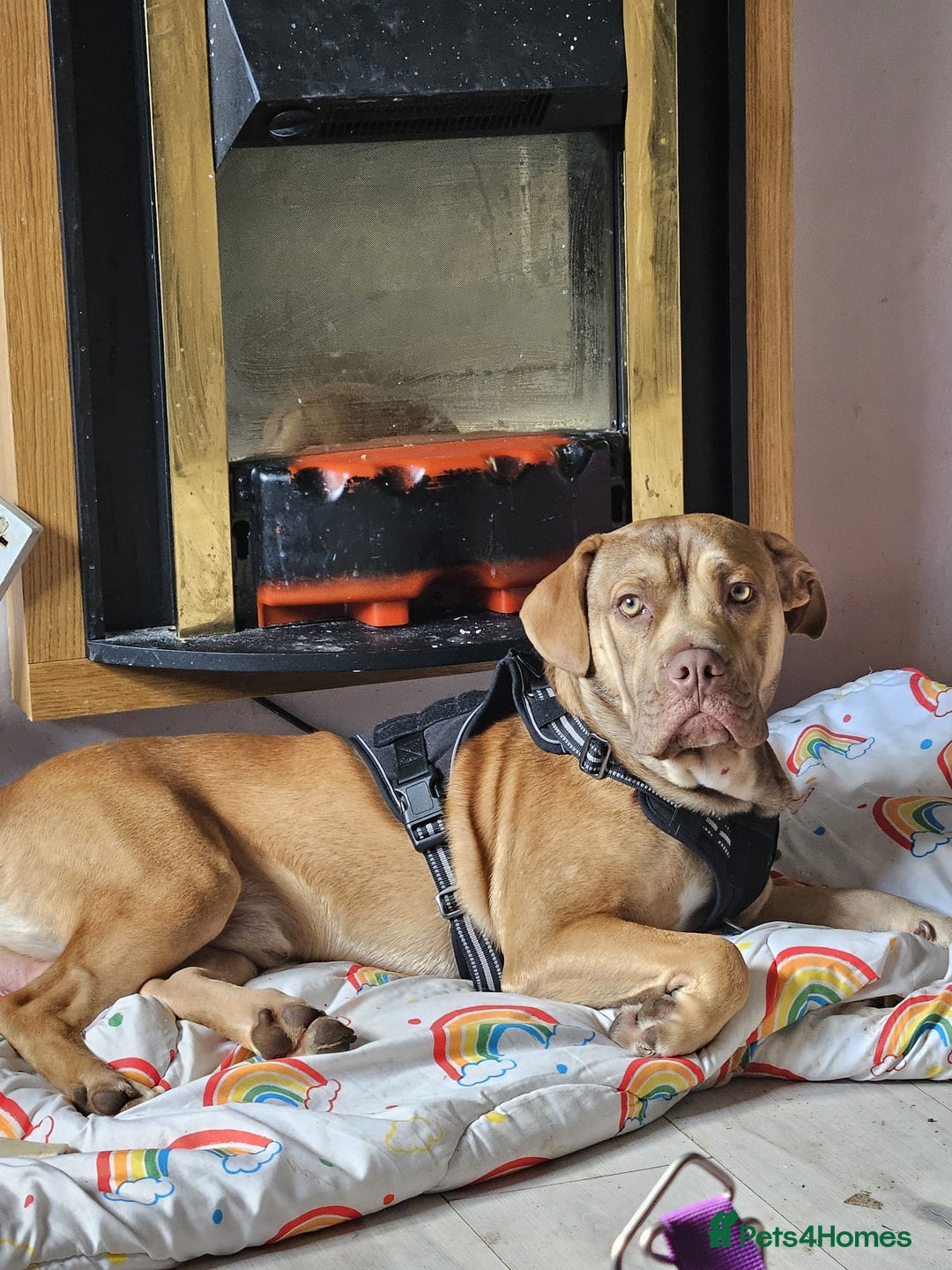 Mixed Breed dogs for sale: Medium size dog  - Image 4