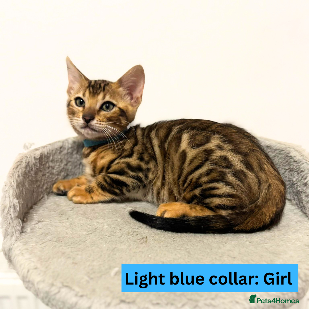 Bengal cats for sale: Luxury 5-Generation-Pedigree Bengal Kittens - Advert 11