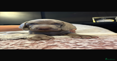 Weimaraner dogs - Advert 10