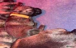 Border Terrier dogs for sale: Pedigree slem clear border terrier - Image 6