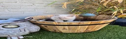 Ragdoll cats for sale: My last boy ragdoll  - Advert 20