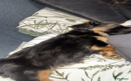 Yorkshire Terrier dogs for sale: Miss Jonson  - Image 4