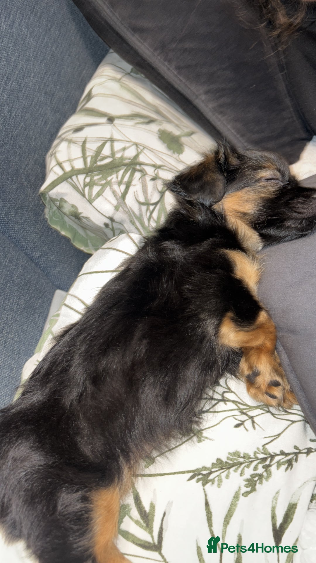 Yorkshire Terrier dogs for sale: Miss Jonson  - Image 4