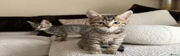 Bengal cats for sale: 🐯💕💙 beautiful rosette bengal kittens 💕💙🐯 - Advert 21