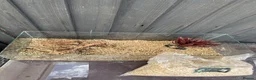 Tortoise reptiles for sale: Herman tortoise for rehoming £60 - Advert 4