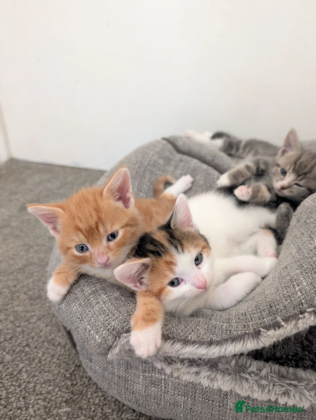 Mixed Breed cats for sale: Gorgeous kittens looking for forever homes - Advert 1