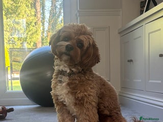 Cavapoo dogs in Great Missenden - Advert 21