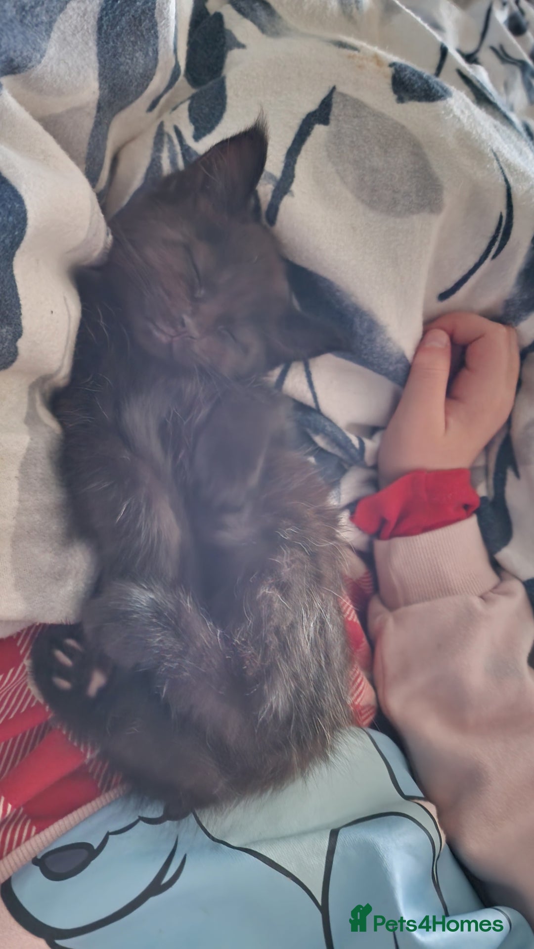 Maine Coon cats for sale: 3 maincoone x kittens - Image 8