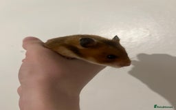 Hamster rodents for sale: free syrian hamsters - Advert 3