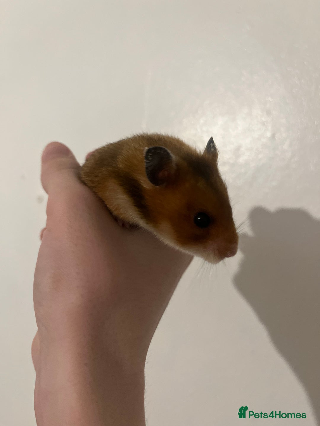 Hamster rodents for sale: free syrian hamsters - Advert 3