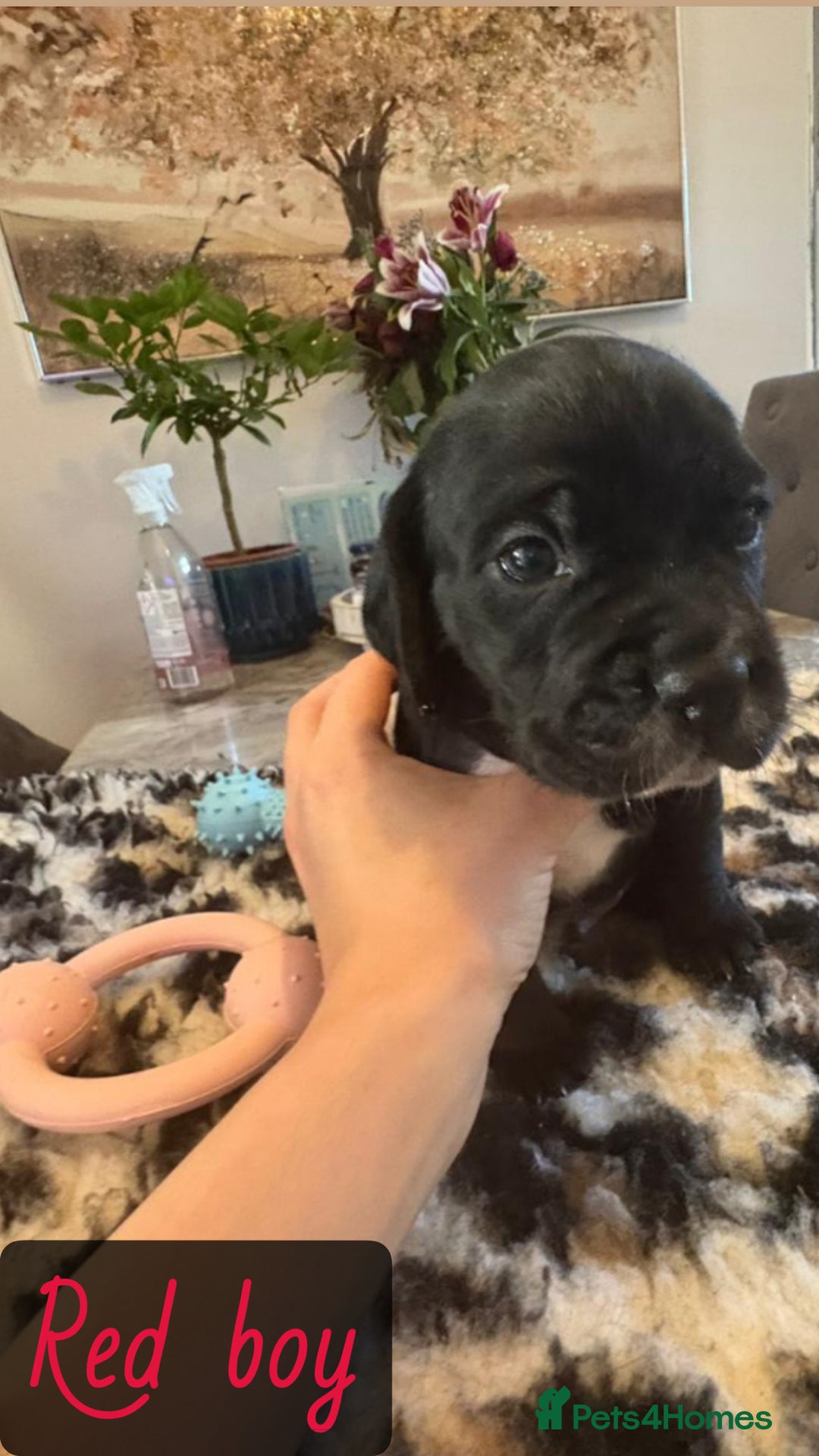 Mixed Breed dogs for sale: Cocker Spaniel cross Labrador - Image 7