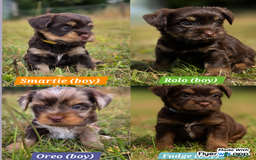 Yorkshire Terrier dogs for sale: Chocolate Yorkies  - Image 2