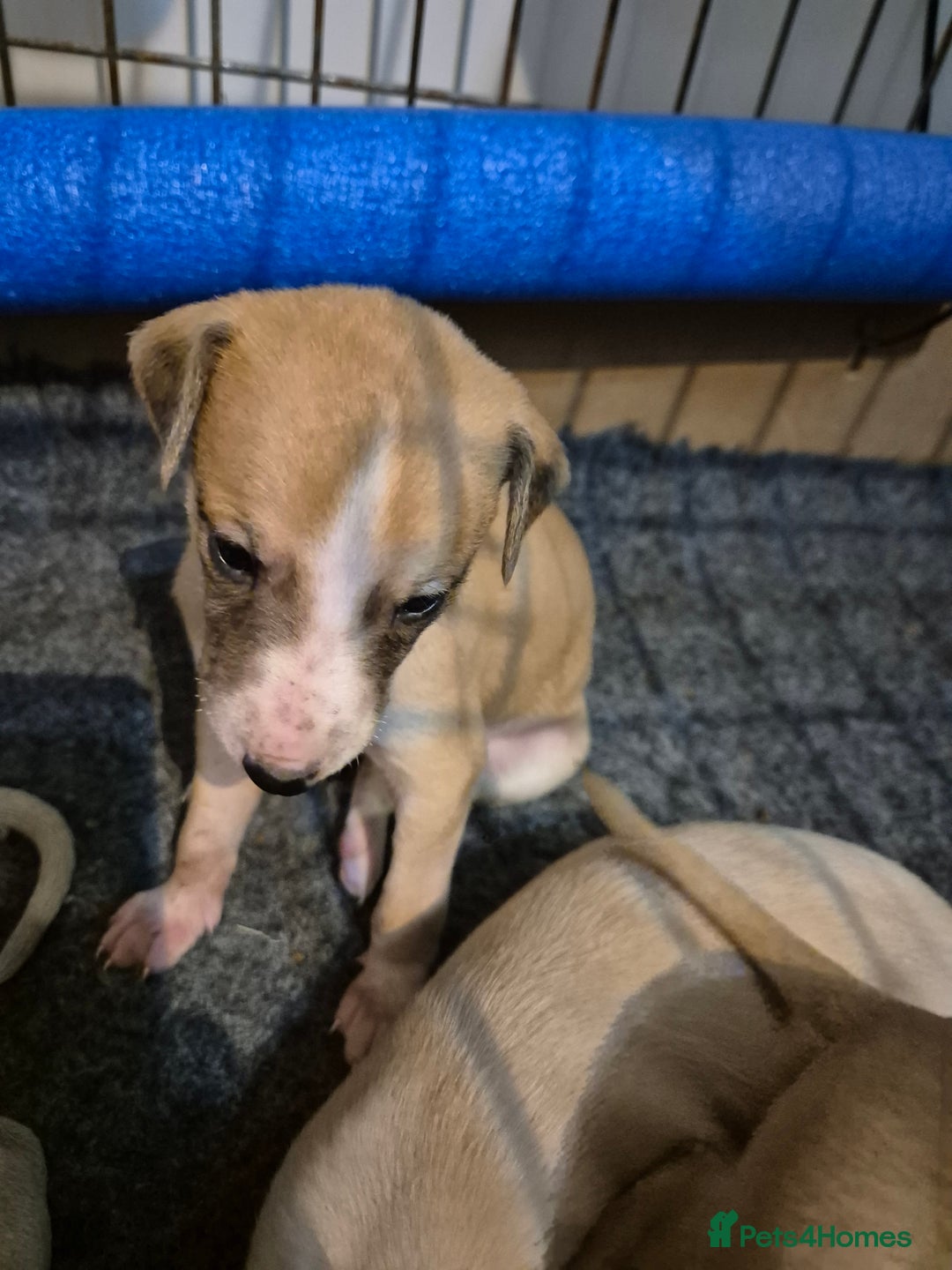 Whippet dogs for sale: 5 fawn kc whippet puppies beauitful markings  - Image 8