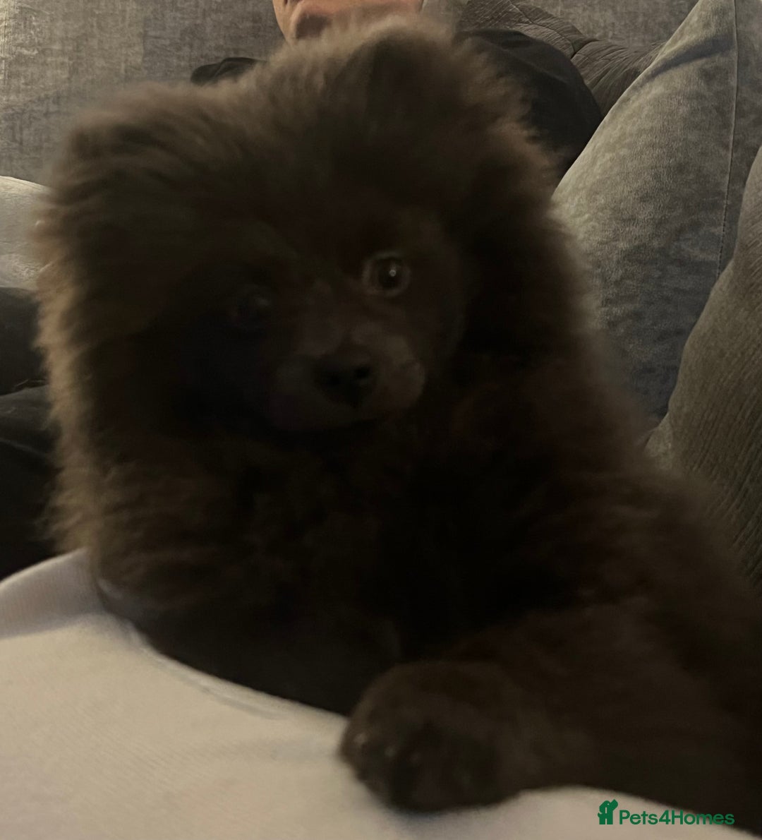 Pomeranian dogs for sale: Coco  - Advert 7