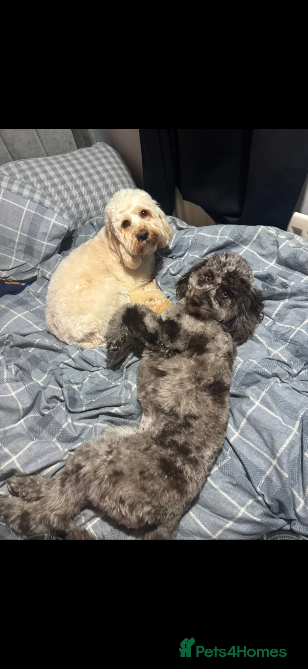 Cockapoo dogs for sale: Cockapoo puppies  - Advert 3