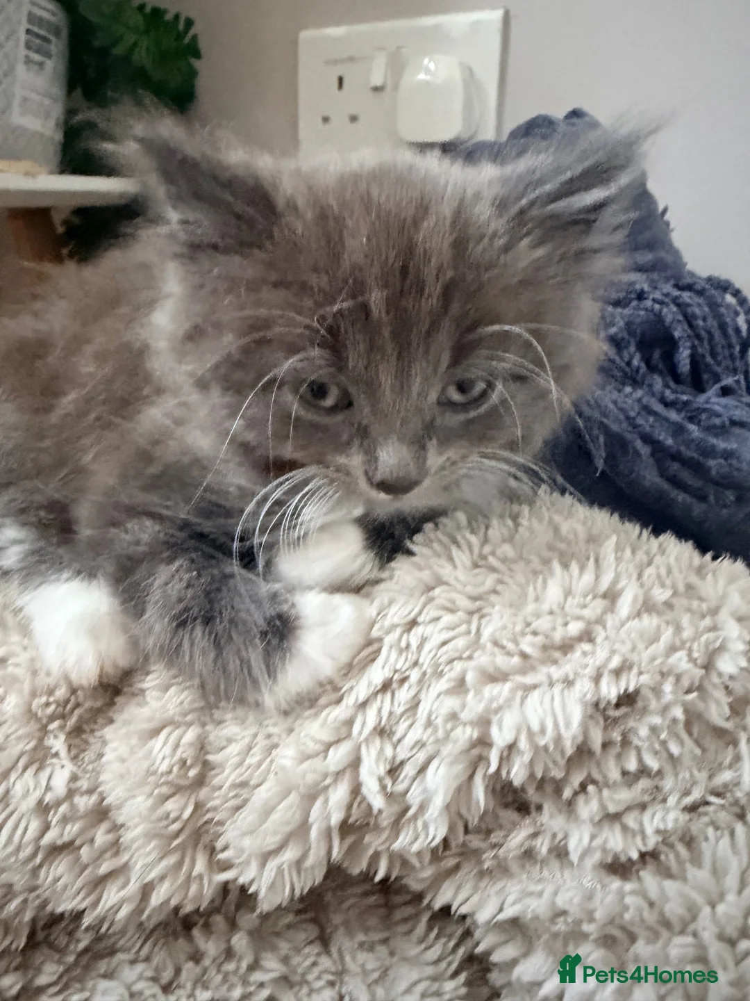 Mixed Breed cats for sale: Long haired kittens  - Advert 2