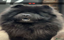 Chow Chow dogs for sale: Chow chow bitch  - Image 1