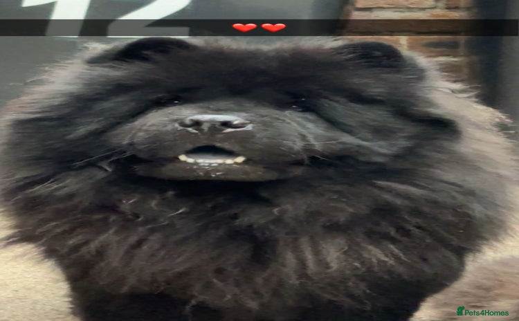 Chow Chow dogs - Advert 1