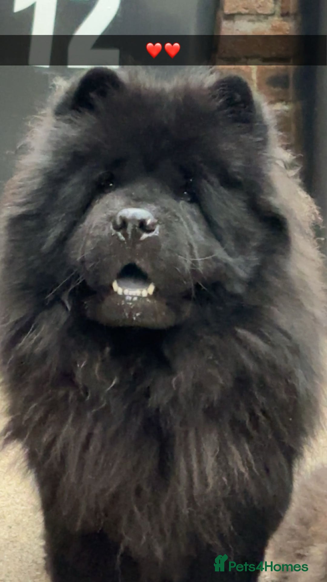 Chow Chow dogs for sale: Chow chow bitch  - Image 1