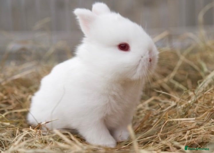 Netherland Dwarf rabbits REW Netherland Dwarf Baby Bunnies for Sale - Advert 1