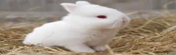 Netherland Dwarf rabbits for sale: REW Netherland Dwarf Baby Bunnies for Sale - Advert 1